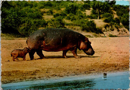 Hippopotamus And Baby Kenya Africa 1972 - Hippopotames