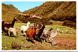 (4 N 25) Peru - Andes Llamas - Pérou