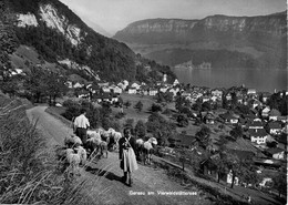 GERSAU Am Vierwaldstättersee Landwirtschaft Bauer Mit Schafen - Gersau