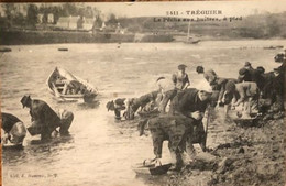 2411 Tréguier  La Pêche Aux Huitres à Pied - Tréguier