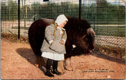 New York Zoological Park Musk Ox - Bronx