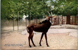 New York Zoological Park Sable Antelope - Bronx