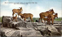 New York Zoological Park Barbary Wild Sheep Family On Mountain Sheep Hill - Bronx