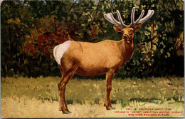 New York Zoological Park American Wapiti (Elk) Antlers In Velvet About Two Months Growth - Bronx