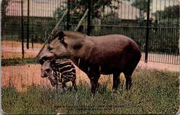 New York Zoological Park South American Tapir And Young - Bronx