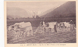 64 -- Arudy -- Le Pic Du Midi D'Ossau Et Les Montagnes -- Laboureurs Passant La Herse --- 053 - Arudy