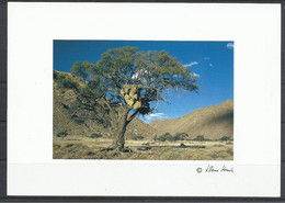Namibia, Kameldornbaum-Vachelia Erioloba, By Klaus Kreutz.. - Namibia