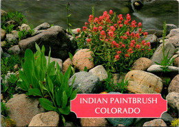 Colorado Flowers The Indian Paintbrush - Altri & Non Classificati