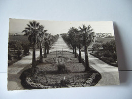 LA CORNICHE DES MAURES CAVALIERE SUR MER  83 VAR  ALLEES DES PALMIERS DE L'HOTEL PARDIGON CPSM FORMAT CPA 1956 - Cavalaire-sur-Mer