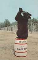 Clark's Trading Post, North Woodstock, New Hampshire Ebony Black Bear - White Mountains