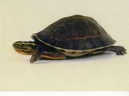 Tortue Boite De Malaisie WWF - Tortugas