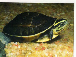 Tortue Boite De Malaisie WWF - Tortugas