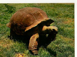 Tortue - Schildpadden