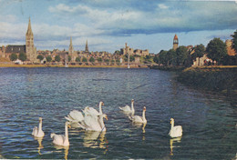 Swans On The Ness, Inverness - Inverness-shire