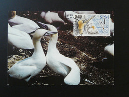 Carte Maximum Card Oiseau Bird Fou De Bassan Saint Pierre Et Miquelon 2003 - Cartes-maximum