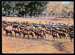 Sudan 1981 / Dinder National Park, Kudu Antelope / Animals - Sudan