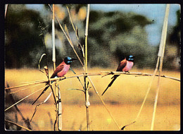 Sudan 1980 / Dinder National Park, Birds / Animals - Sudan