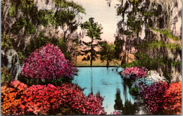 South Carolina Charleston Middleton Place Gardens The Azalea Pool Handcolored Albertype - Charleston