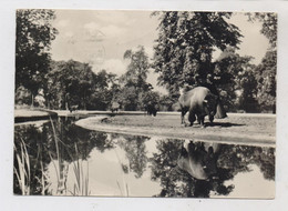 1000 BERLIN - FRIEDRICHSFELD, Tierpark Berlin (Zoo), ,Bison, 1966 - Hohenschoenhausen