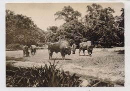 1000 BERLIN - FRIEDRICHSFELD, Tierpark Berlin (Zoo),, Wisente, 1963 - Hohenschoenhausen