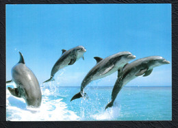 Dauphins Photo LACZ Editions Méridionnales Saint Jean De Vedas - Dauphins