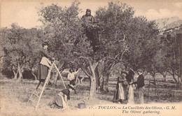 CPA Thèmes - Agriculture - Toulon - La Cueillette Des Olives - G. M. - The Olives Gathering - Animée - Métiers - Andere & Zonder Classificatie