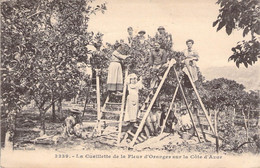 CPA Thèmes - Agriculture - Toulon - La Cueillette De La Fleur D'oranger Sur La Côte D'Azur - Edition Giletta - Animée - Other & Unclassified