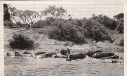 CARTOLINA  THE QUEEN ELIZABETH NATIONAL PARK,UGANDA,HIPPO PARADISE,VIAGGIATA 1957 - Uganda