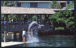 Key Largo, Florida , Ocean Reef Club Popular Performing Dolphins. - Not  USED  - 2 Scans For Condition.(Originalscan !!) - Key West & The Keys