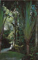 Florida St Petersburg Sunken Gardens The Travelers Tree - St Petersburg