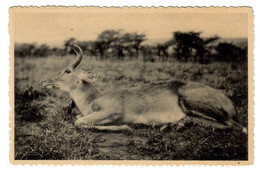 Ruanda-Urundi  Antilope Reedbuck Mâle - Ruanda-Urundi