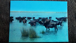 CPSM EN CAMARGUE PAYS DU CIEL BLEU ET DES MIRAGES MANADE DE TAUREAUX ED DE FRANCE - Stiere