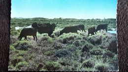 CPSM EN CAMARGUE  TAUREAU TAUREAUX EN LIBERTE ED 7 COULEUR - Toros