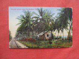 Coconut Groves  Along Northern Ry.  Costa Rica   Ref 5904 - Costa Rica