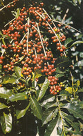 Costa Rica - Coffee Berries - Costa Rica