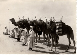 COLLECTION SAHARIENNE MEHARISTES EN PRIERE AU LEVER DU JOUR - Westsahara