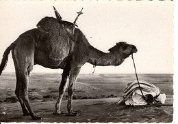 COLLECTION SAHARIENNE HDERNIERE PRIERE AVANT LE DEPART - Westelijke Sahara