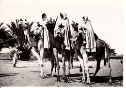 COLLECTION SAHARIENNE NOTABLES INDIGENES SUR LEURS MEHARA - Sahara Occidental