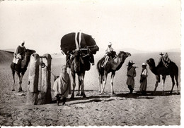 COLLECTION SAHARIENNE L'ARRIVEE AU PUITS - Westsahara