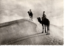 COLLECTION SAHARIENNE CHAMELIERS SUR LA DUNE - Sahara Occidentale