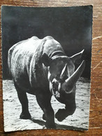 L41/402 RHINOCEROS D'AFRIQUE - Rhinocéros