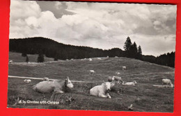 ZUK-08 Alpage Et Vaches à La Givrine Sur Saint-Cergue. Jura Vaudois. Déàriaz 11108 - Saint-Cergue