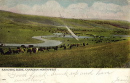 Canada, Ranching Scene, Canadian North-West (1906) Postcard - Other & Unclassified