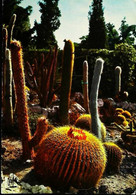 ► Cactus  Eze Village  1974 - Sukkulenten