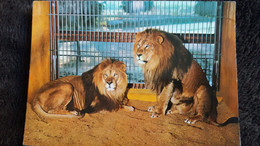 CPSM ZOO LION PARC ZOOLOGIQUE DE MONTEVRAN CHAUMONT SUR THARONNE LIONS DU SOUDAN ED J PERRAGUIN - Lions