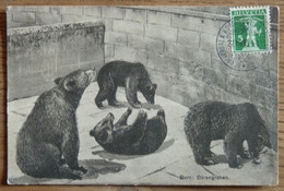 CPA - BERNE - BÄRENGRABEN - LA FOSSE AUX OURS - ZOO, ANIMAUX - - Bears