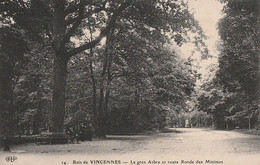 PARIS 12 è. - Bois De Vincennes. Le Gros Arbre Et Route Ronde Des Minimes.  Cliché RARE - Arbres