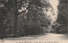 PARIS 12 è. - Bois De Vincennes. Le Gros Arbre Et Route Ronde Des Minimes.  Cliché RARE - Bäume