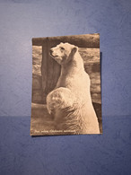 Orso Polare-fg- - Bears