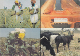 Sudan - Pineapple Farming , Cotton Growing , Cattle Rearing - Sudan